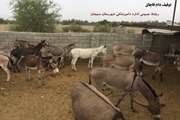 موردی از لاشه گوشت الاغ در استان زنجان مشاهده نشده است