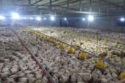 ۴۰ واحد مرغداری گوشتی صنعتی در خدابنده فعال است