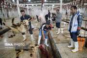 آمادگی دامپزشکی زنجان برای نظارت بر ذبح دام در دستجات عزاداری حسینی