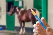 رعایت قرنطینه اسب‌ها در پیشگیری از بیماری هرپس ویروس موثر است