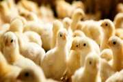 انجام ۱۱ میلیون قطعه جوجه‌ریزی در مرغداری‌های زنجان