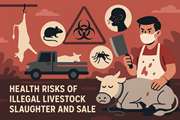 موشن گرافی آموزشی با موضوع خطرهای بهداشتی عرضه و کشتار غیر مجاز دام