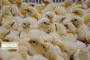 ۶ میلیون و ۸۹۷ هزار قطعه جوجه‌ریزی در مرغداری‌های صنعتی زنجان