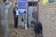 اردوی جهادی دامپزشکی در روستای حسین‌آباد از توابع شهرستان خدابنده برگزار شد