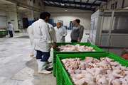 حضور شبانه کارشناسان اداره دامپزشکی خرمدره در کشتارگاه‌های طیور با هدف تضمین سلامت فرآورده‌های خام دامی