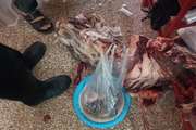 ۱۵۰ کیلوگرم گوشت غیرقابل مصرف در ایجرود کشف و ضبط شد