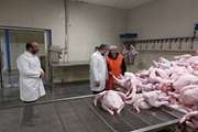 کشتارگاه‌های زنجان به طور مستمر نظارت می‌شود