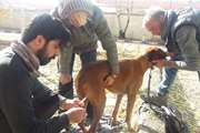 مراجعه توریست آلمانی به اداره دامپزشکی زنجان جهت درمان یک قلاده سگ
