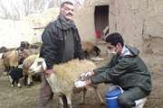 مایه‌کوبی 90 هزار رأس گوسفند و بز بر علیه بیماری طاعون نشخوارکنندگان کوچک استان زنجان