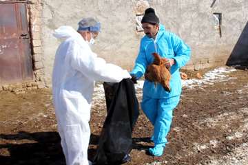 مانور مقابله با بیماری آنفلوانزای فوق حاد پرندگان در شهرستان خرم‌دره 