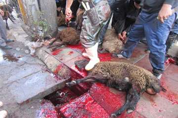 نظارت شرعی بر ذبح دام های قربانی حسینیه اعظم زنجان