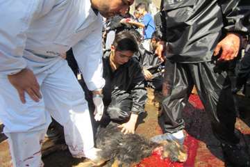 نظارت شرعی بر ذبح دام های قربانی حسینیه اعظم زنجان