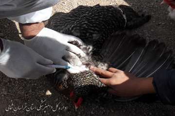 خونگيري طيور