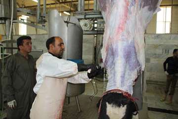 نظارت بهداشتی دام های قربانی حسینیه اعظم زنجان