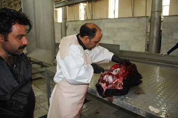 نظارت بهداشتی دام های قربانی حسینیه اعظم زنجان