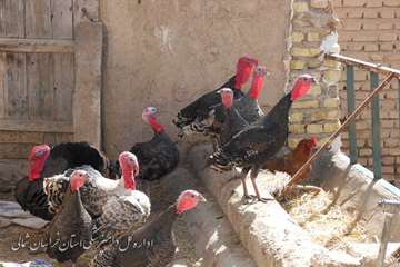 خونگيري طيور