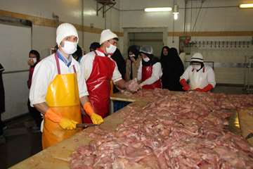 بازدید دانش آموزان از مراکز قطعه بندی و آشنایی با نظارتهای بهداشتی دامپزشکی به مناسبت هفته مشاغل