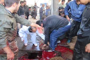 نظارت شرعی بر ذبح دام های قربانی حسینیه اعظم زنجان