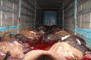 نظارت بهداشتی دام های قربانی حسینیه اعظم زنجان