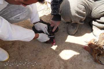 خونگيري طيور