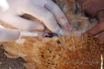 خونگيري طيور