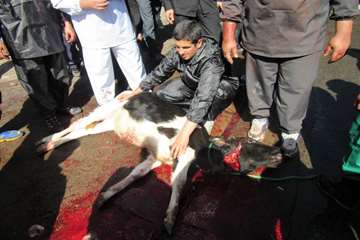 نظارت شرعی بر ذبح دام های قربانی حسینیه اعظم زنجان