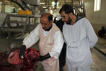 نظارت بهداشتی دام های قربانی حسینیه اعظم زنجان