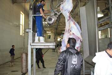 نظارت بهداشتی دام های قربانی حسینیه اعظم زنجان