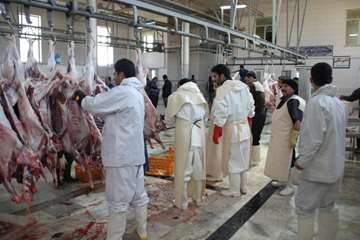 نظارت بهداشتی دام های قربانی حسینیه اعظم زنجان