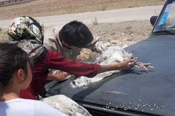 خونگيري طيور