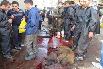 نظارت شرعی بر ذبح دام های قربانی حسینیه اعظم زنجان