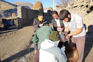 طرح پایش بیماری بروسلوز دام سبک در شهرستان زنجان