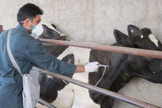 واکسیناسیون رایگان تب برفکی گاو و گوساله در روستای نهروان در قالب اردوی جهادی دهه فجر