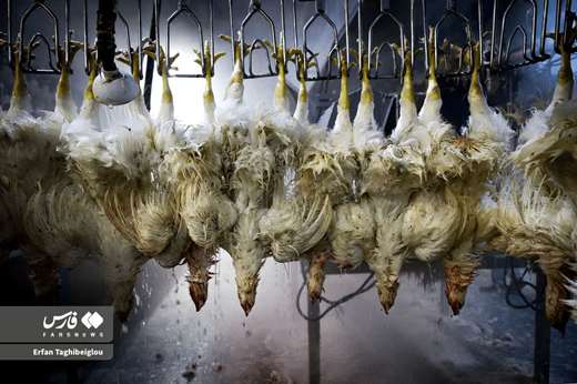 ����کشتار روزانه مرغ