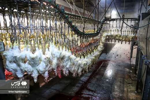 تور رسانه ای دامپزشکی استان زنجان در بازدید از کشتارگاه طیور صبامرغ زنجان وابسته به زنجیره تولید صبامرغ