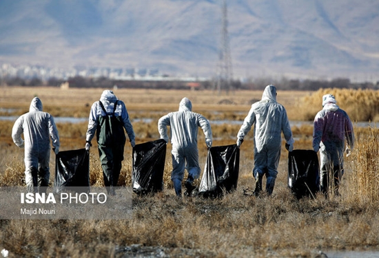 عکس تزئینی است 