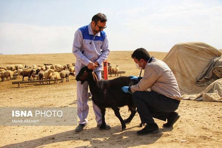 مدیرکل دامپزشکی زنجان: مردم هرگونه تلفات مشکوک دام را گزارش کنند