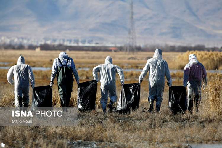مقابله با آنفلوانزای پرندگان، مستلزم اجرای دقیق اصول امنیت زیستی است