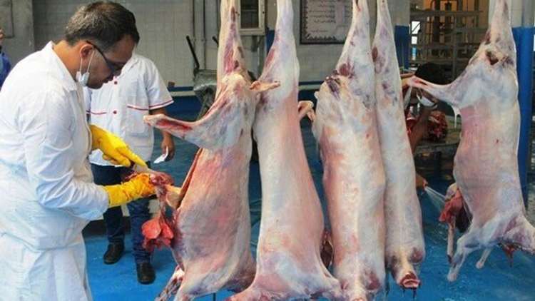 نظارت بهداشتی بر ۱۶ هزار راس گوسفند و بره در استان زنجان