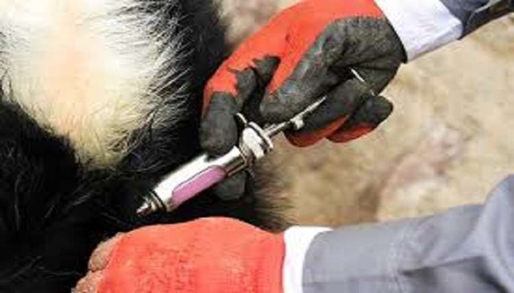 مدیرکل دامپزشکی استان از ایمن‌سازی ۳ میلیون دام در استان زنجان خبر داد.