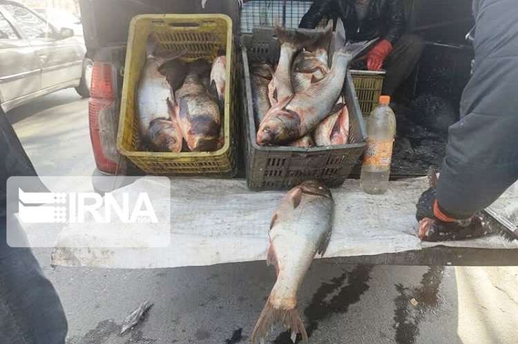 هشدار دامپزشکی زنجان نسبت به خرید ماهی از دست‌فروشان