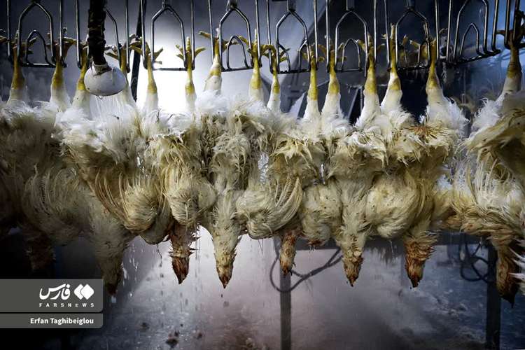 ����کشتار روزانه مرغ