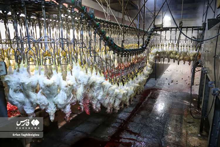 تور رسانه ای دامپزشکی استان زنجان در بازدید از کشتارگاه طیور صبامرغ زنجان وابسته به زنجیره تولید صبامرغ