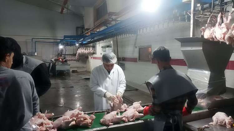بازدید شبانه دامپزشکی از کشتارگاه صنعتی طیور آندیا در شهرستان سلطانیه