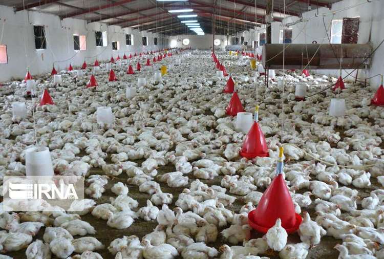دکتر اشرفی: پایش دوماهه صنعت طیور زنجان در سال ۱۴۰۵؛ از بازدیدهای میدانی تا مصرف حدود  20 میلیون دز واکسن   