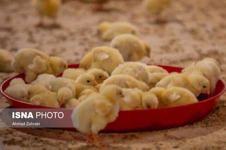 هیچ کانون معدومی اجباری در واحدهای طیور استان زنجان ثبت نشده است