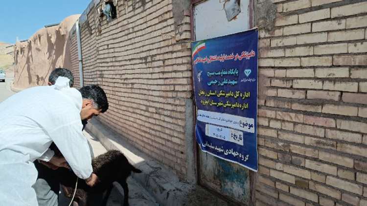 رزمایش جهادی دامپزشکی در روستای «قره‌بوته» ایجرود / خدمت‌رسانی رایگان به دامداران برای پایداری زنجیره تولید