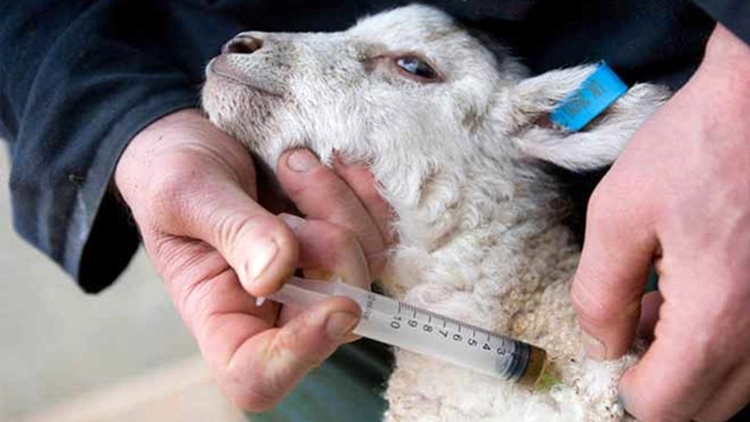 انجام ۵۳ هزار واکسیناسیون دام در طارم