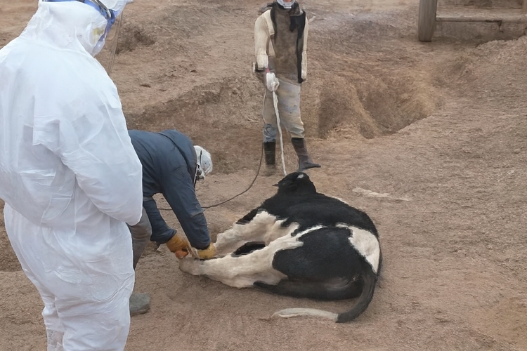 مورد مشکوک به هاری گاوی در ایجرود گزارش شد