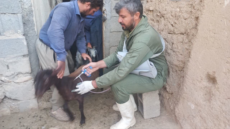 واکسیناسیون ۷۰۰ رأس دام سبک علیه تب‌برفکی در روستای سریک ماهنشان